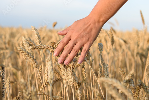farmer woman s hand touches the wheat