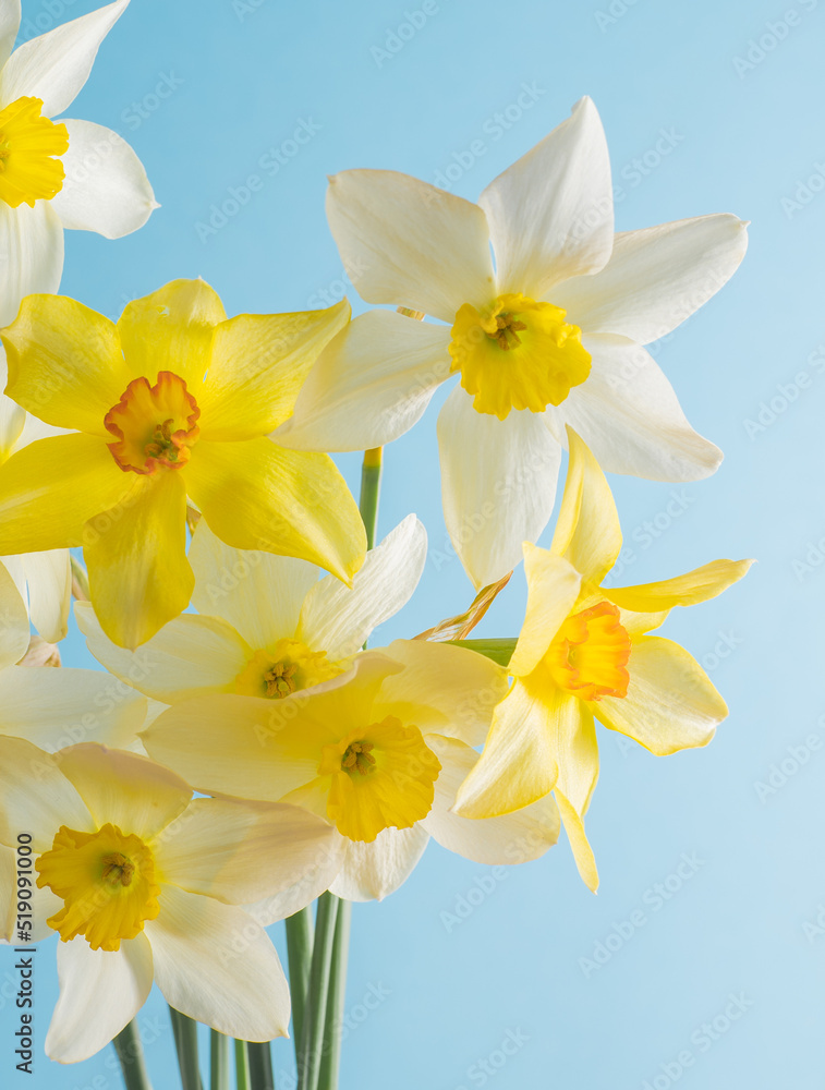 Naklejka premium White and yellow daffodils on a blue background. Flower with orange center. Spring flowers. A simple daffodil bud. Narcissus bouquet. Floral concept.