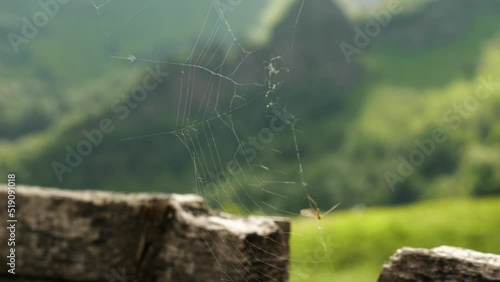 Close-up of a shabby spider web with a malarial mosquito rippling in the wind on a sunny day. Against the backdrop of a summer mountain landscape photo