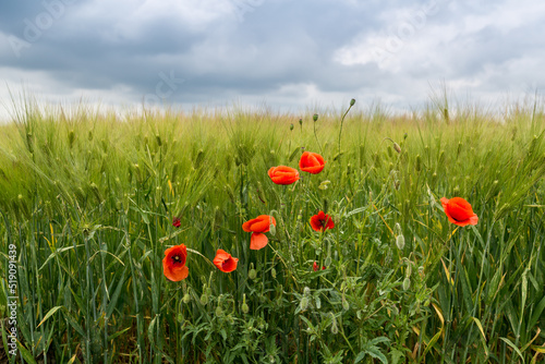 Papaver rhoeas on field of green wheat