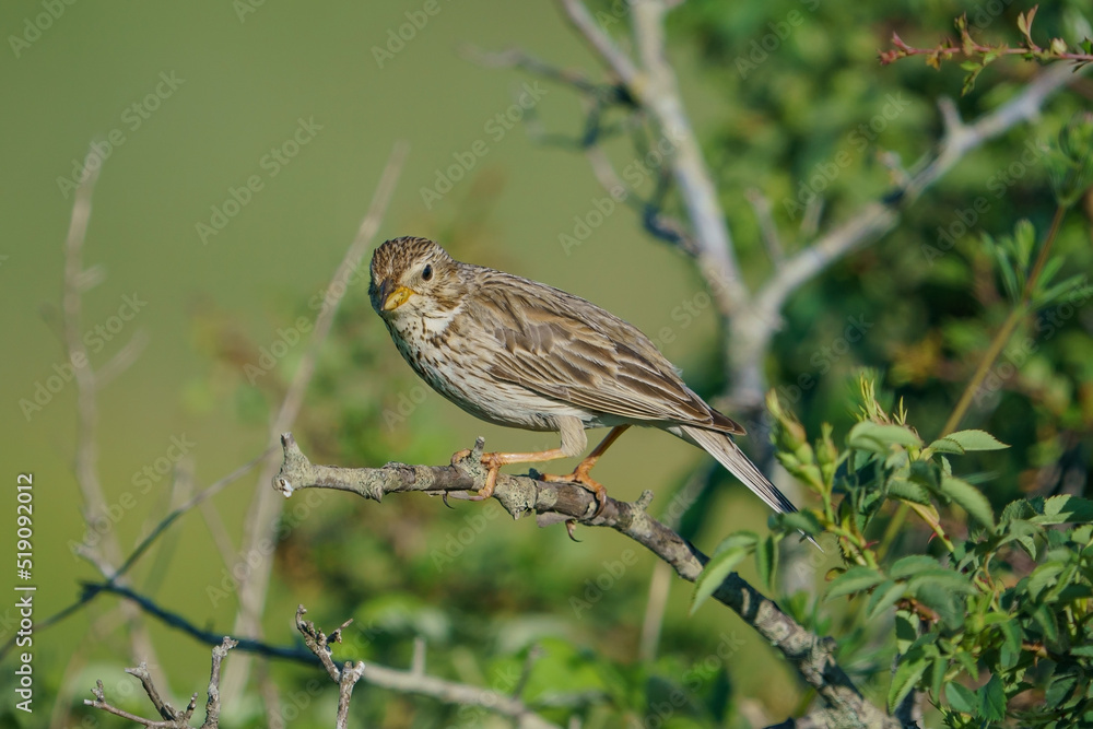 Corn Bunting (Emberiza calandra) perched on a tree branch Corn Bunting (Emberiza calandra) perched on a tree branch