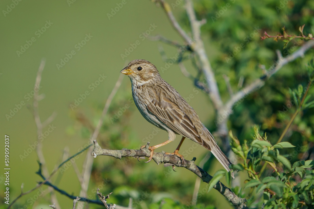 Corn Bunting (Emberiza calandra) perched on a tree branch Corn Bunting (Emberiza calandra) perched on a tree branch