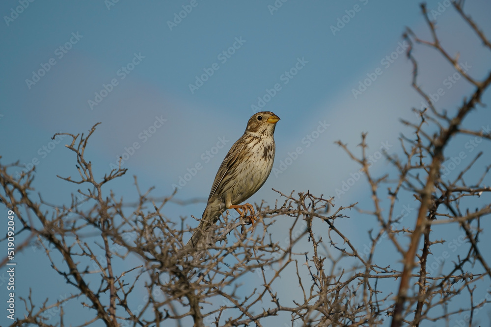 Corn Bunting (Emberiza calandra) perched on a tree branch Corn Bunting (Emberiza calandra) perched on a tree branch