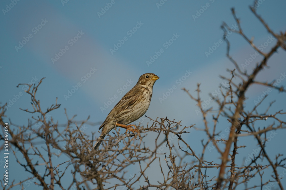 Corn Bunting (Emberiza calandra) perched on a tree branch Corn Bunting (Emberiza calandra) perched on a tree branch