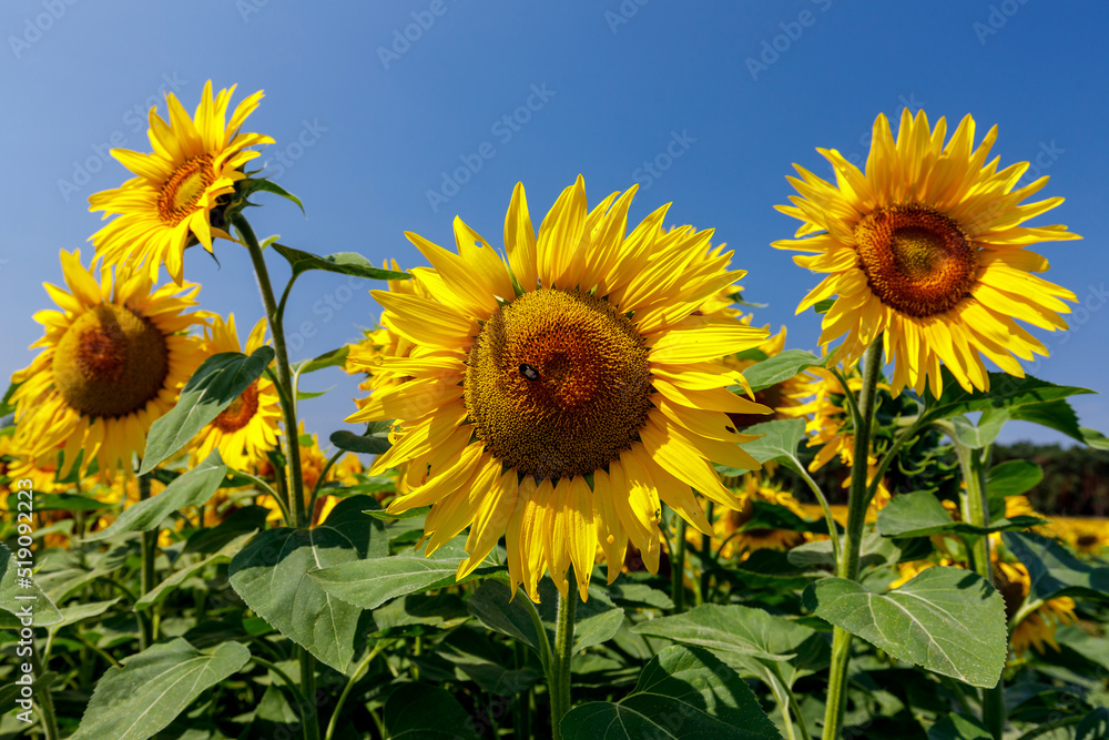 Sonnenblumen