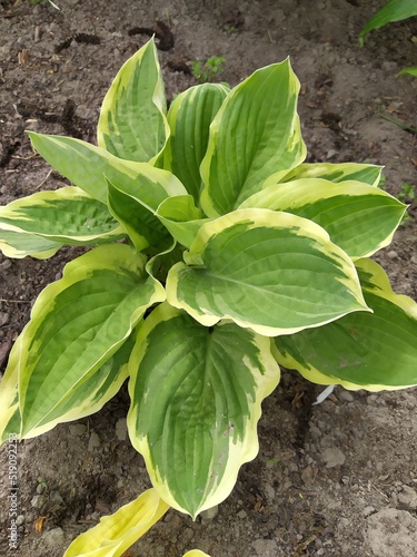 Perennial hosta bush with veins and yellow-green oblong leaves in the garden