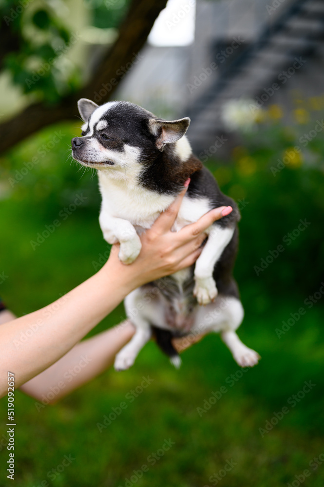 Adult Chihuahua Puppy in Hands Closed his Eyes with his Paws Pressed Against Natural Background Adult Chihuahua Puppy in Hands Closed his Eyes with his Paws Pressed Against Natural Background