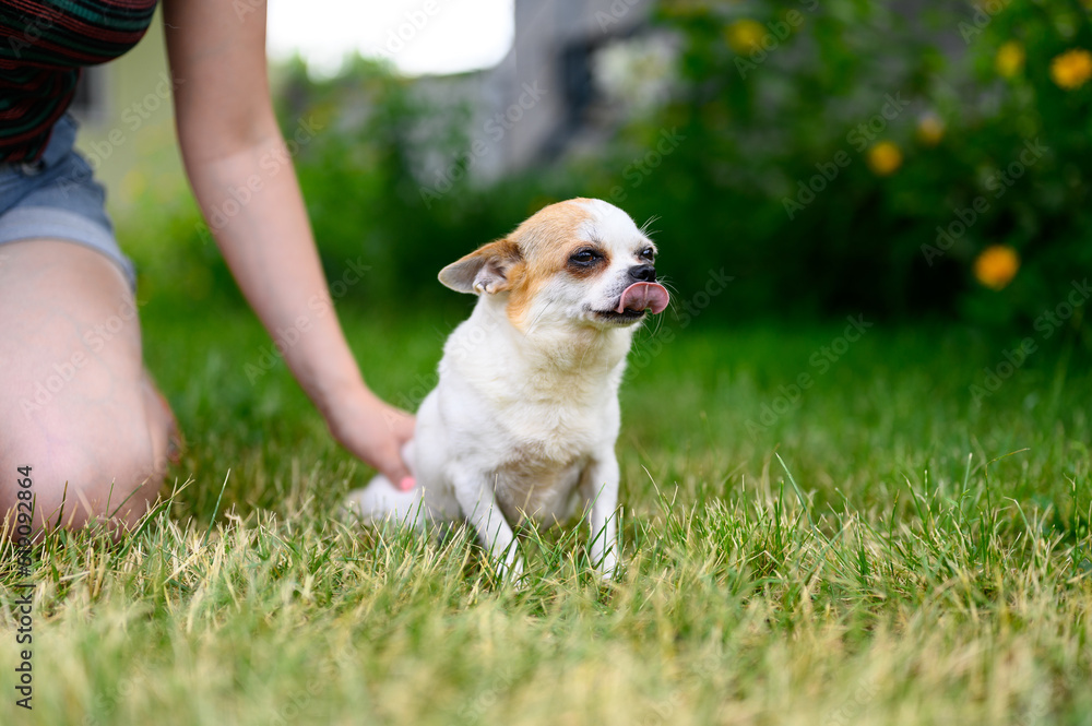 Angry Chihuahua Dog Stuck out his Tongue. Thoroughbred Domestic Pet Walks on Street on Green Grass