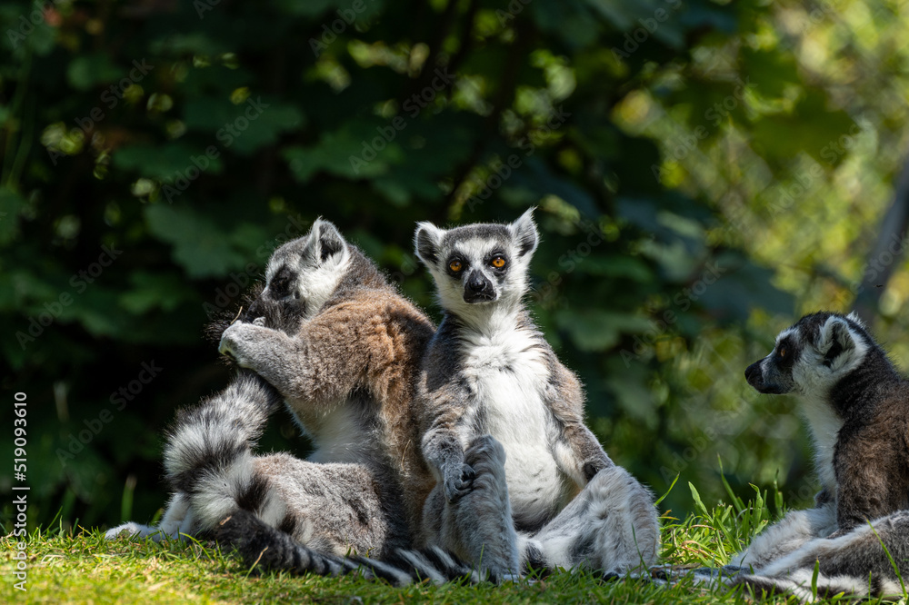 A group of ring-tailed lemurs, Lemur catta. A large strepsirrhine primate at Jersey zoo.