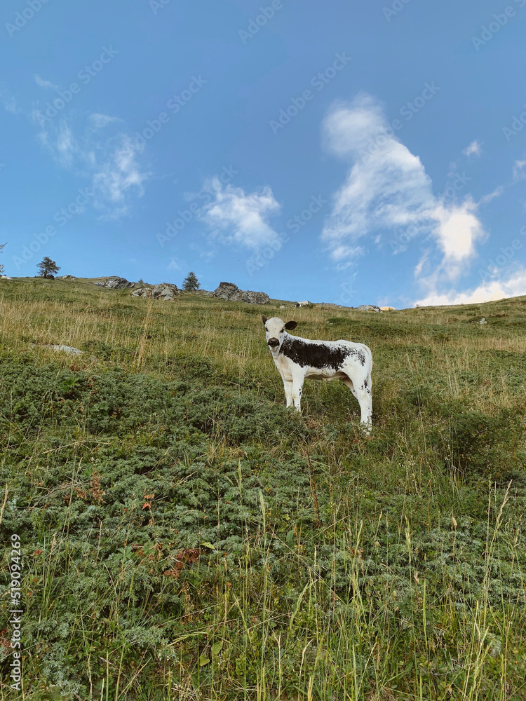 Obraz premium Cows pasture in mountainous area in the Italian Alps. Livestock and domestic animals. The Pustertaler Sprinzen, also called Pustertaler or Pustertaler Schecken or Bara cattle breed.