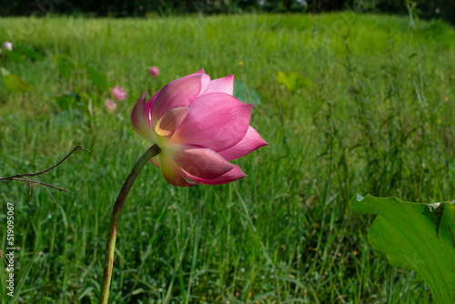 Pink lotus flowers are blooming to welcome the morning sun.