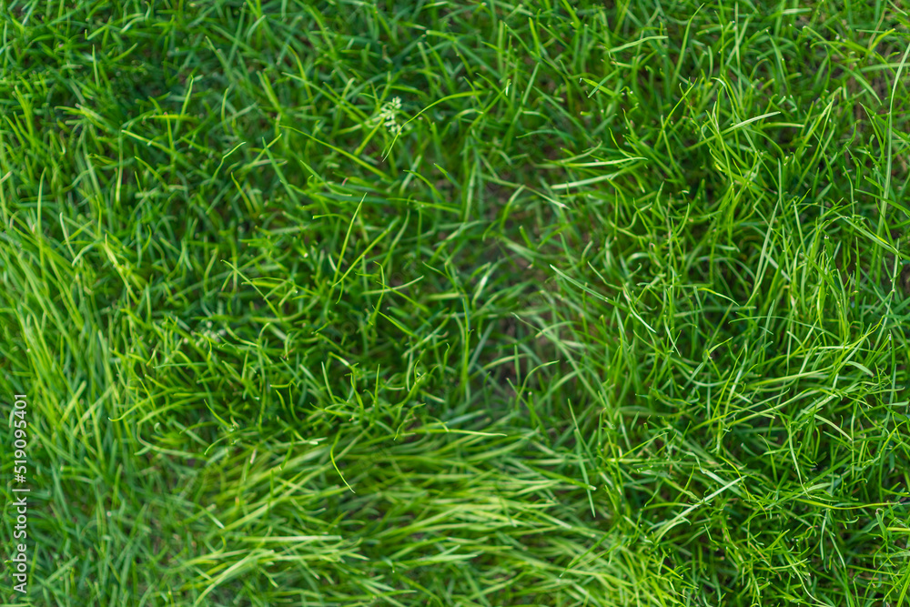 green lawn green lawn