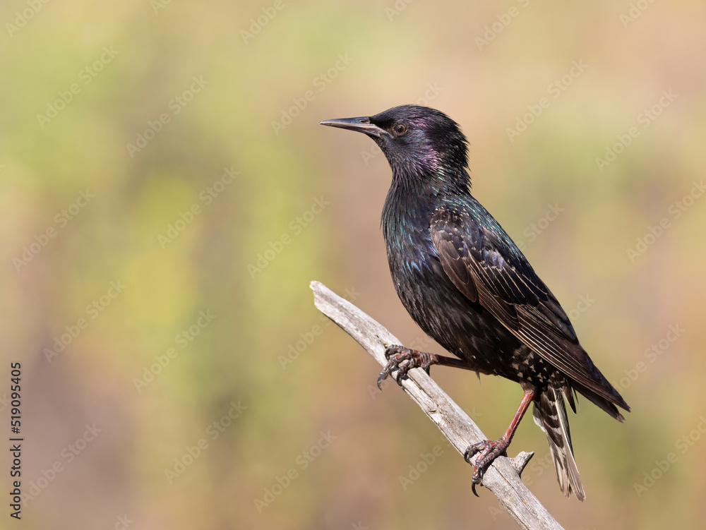 Common starling, Sturnus vulgaris. An adult bird sits on a branch against a beautiful blurry background Common starling, Sturnus vulgaris. An adult bird sits on a branch against a beautiful blurry background