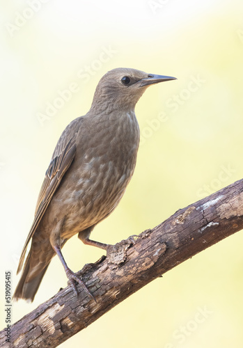 Common starling, Sturnus vulgaris. Young bird, close-up
