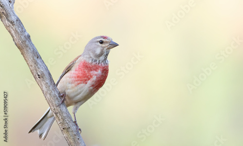 Common linnet, Linaria cannabina. The male sits on a branch © Юрій Балагула