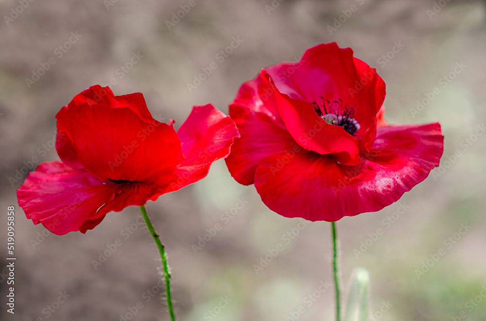 Obraz premium Close-up red poppies on a sunny day evoke joy and light feelings