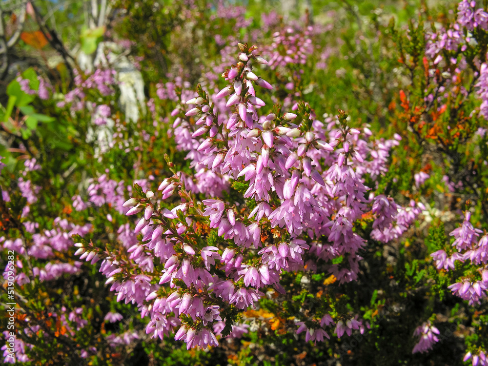 Flowering heather close-up.