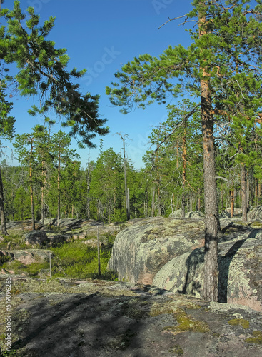 Northern forest - pines growing on granite rocks. photo