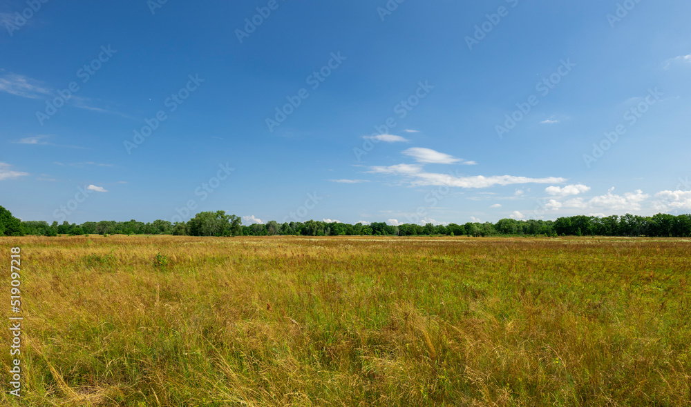 A beautiful large dry field and a green forest in the distance. summer landscape