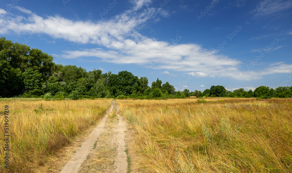 Road through the field into the green forest. beautiful summer landscape