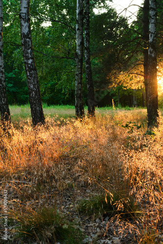 Fototapeta Naklejka Na Ścianę i Meble -  zachód słońca las brzozowy polska, Mazowsze latem