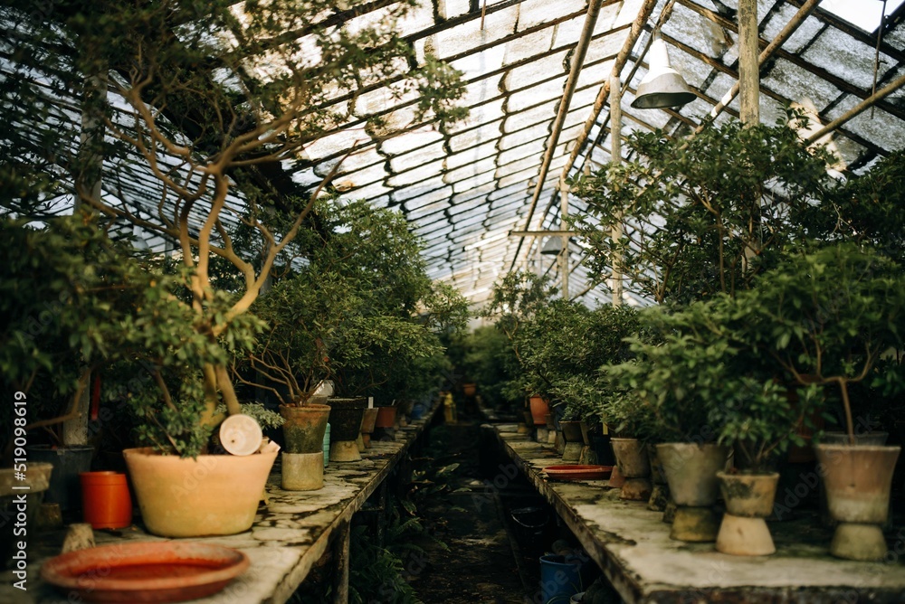 Old greenhouse for growing plants with trees in pots