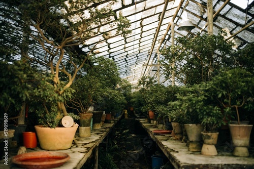 Old greenhouse for growing plants with trees in pots