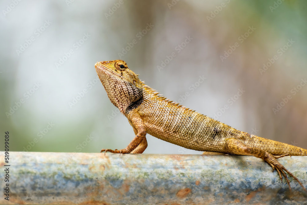 An Asian chameleon sits on an iron rod in natural light. An Asian chameleon sits on an iron rod in natural light.