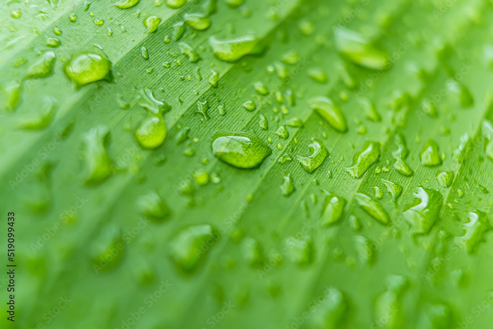 Macro closeup of Beautiful fresh green leaf with drop of water in morning sunlight nature background. Macro closeup of Beautiful fresh green leaf with drop of water in morning sunlight nature background.