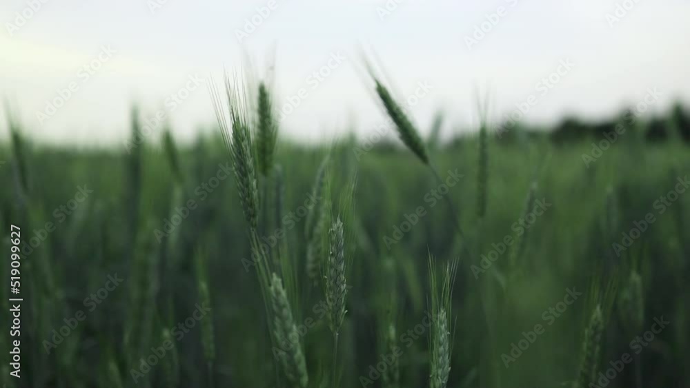 close-up green ears of wheat in the field. Growing organic vegetables. Eco-friendly products. Agriculture and farming. Plantation cultivation. High quality FullHD footage close-up green ears of wheat in the field. Growing organic vegetables. Eco-friendly products. Agriculture and farming. Plantation cultivation. High quality FullHD footage