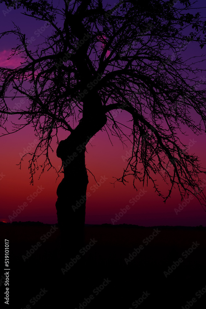 SUNSET - Lonely tree against the background of the evening sky
