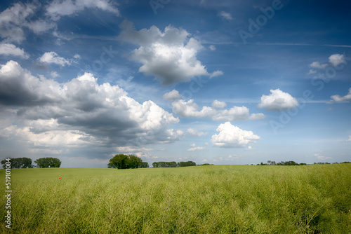 Agricultural field landscape with a clouds in the sunny day