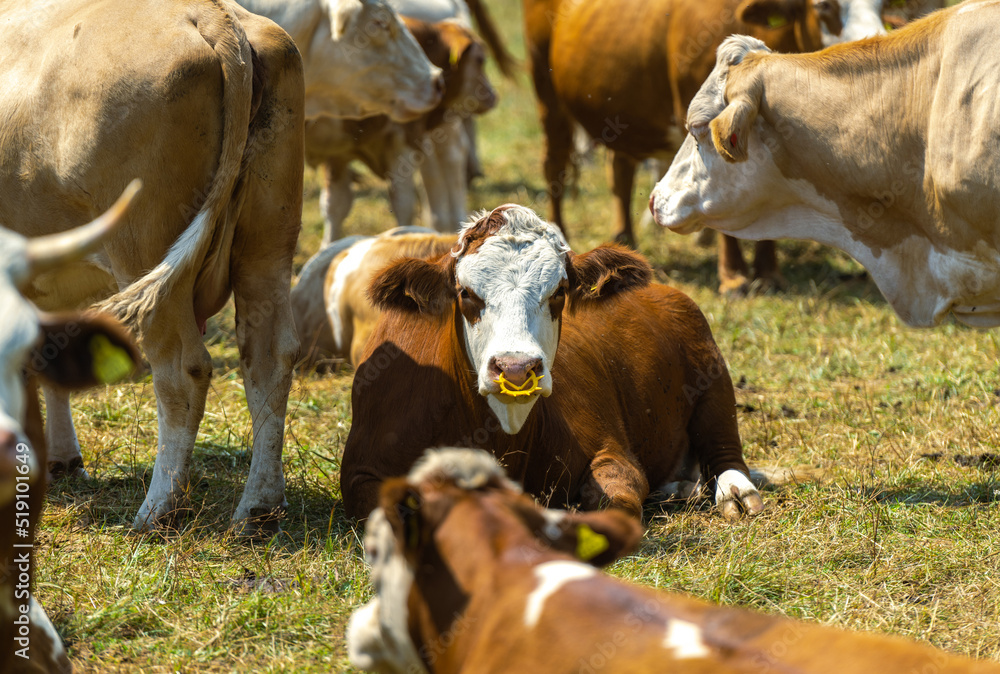 Cows Herd on a Farm Grass Field Cows Herd on a Farm Grass Field