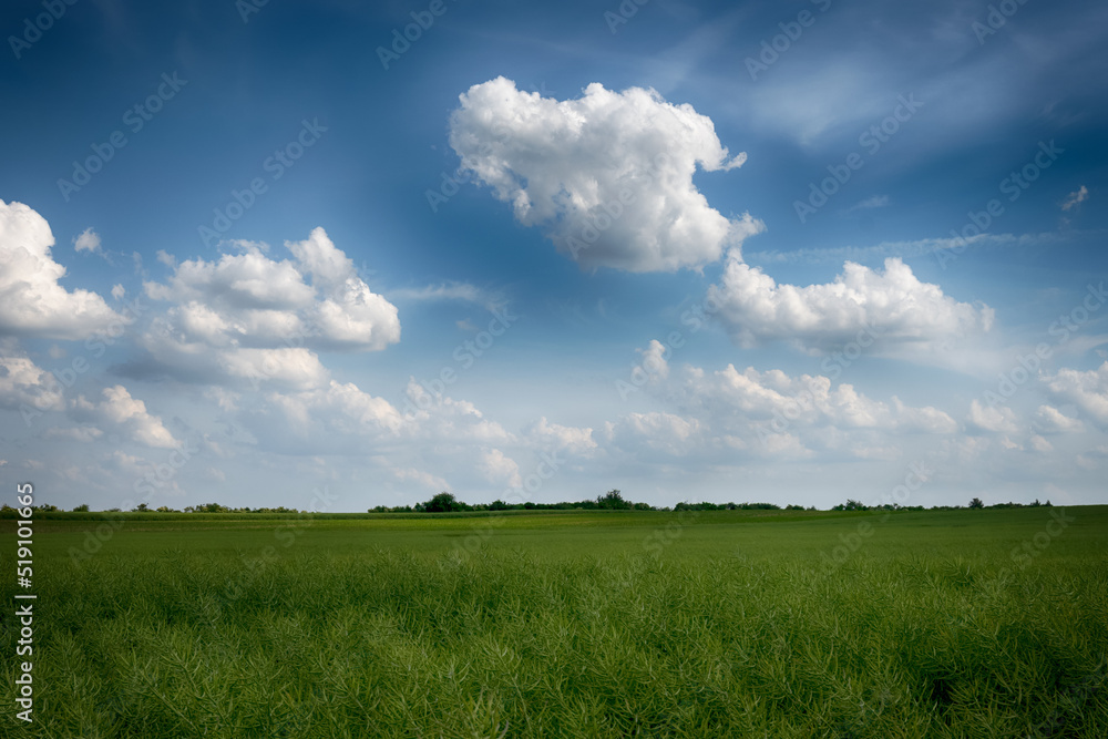 Agricultural field landscape with a clouds in the sunny day Agricultural field landscape with a clouds in the sunny day