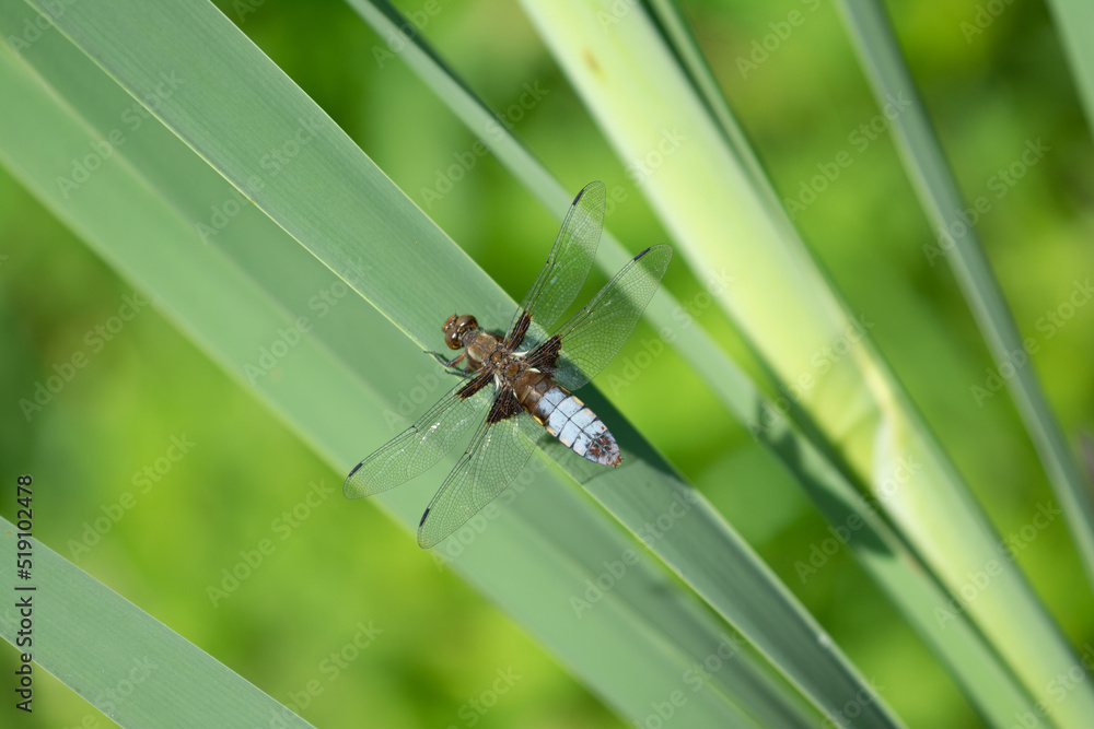 Male Libellula depressa or Broad-bodied chaser dragonfly Male Libellula depressa or Broad-bodied chaser dragonfly