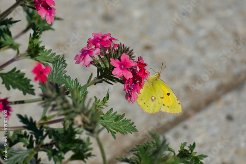 Clouded Yellow (Colias croceus) Butterfly perched on pink flower in Zurich, Switzerland photo