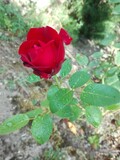 single red rose bud
