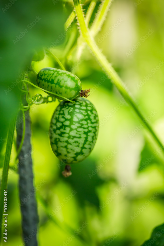 Cucamelon (Melothria scabra) - edible Mexican miniature watermelon or cucumber in garden Cucamelon (Melothria scabra) - edible Mexican miniature watermelon or cucumber in garden