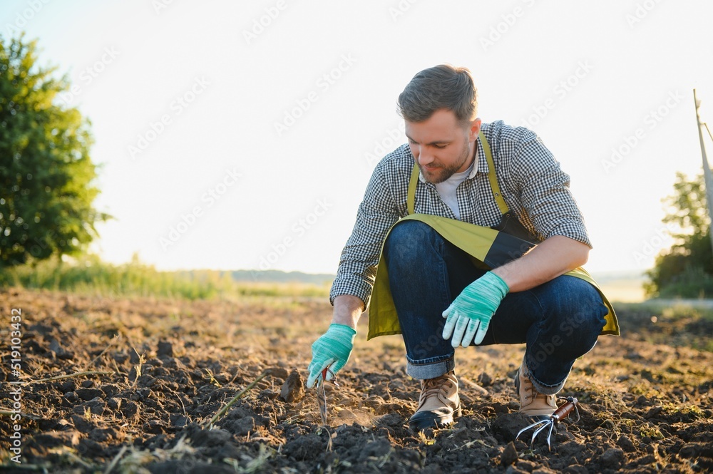 Fototapeta premium Gloved hands and shovels shovel the soil.A hand in a white gardening glove works with a tool.