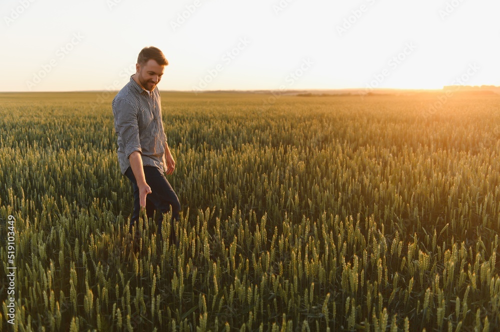 Man walking in wheat during sunset and touching harvest