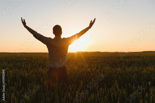 Man walking in wheat during sunset and touching harvest.
