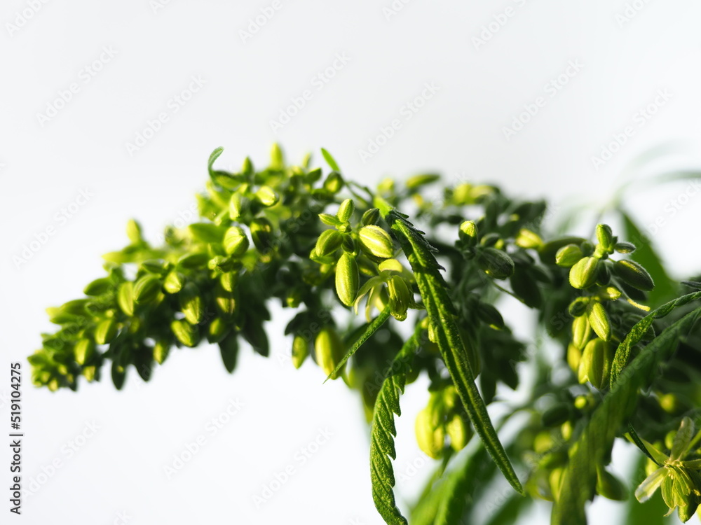 Obraz premium Male plant hemp flowers blossom close up. Cannabis marijuana medical.