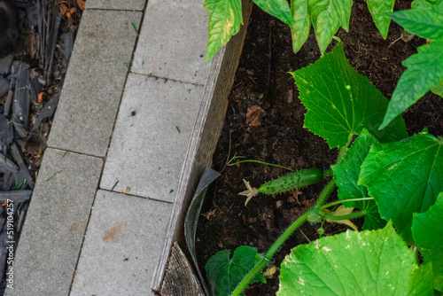 garden in the city, on the balcony in a block of flats
