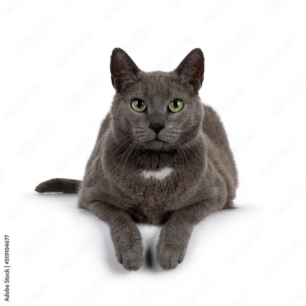Handsome gray house cat, laying down with paws hanging relaxed over edge. Looking straight to camera with mature green eyes. Isolated on a white background.
