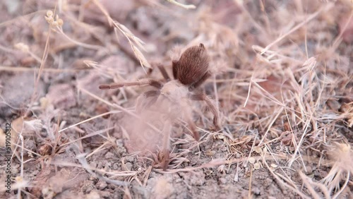 Brown desert tarantula crawls over grasses and dirt