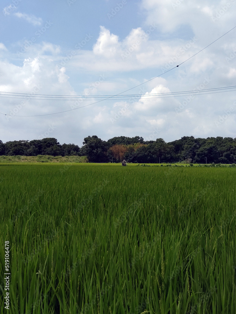 Fototapeta premium 遠景 distant view