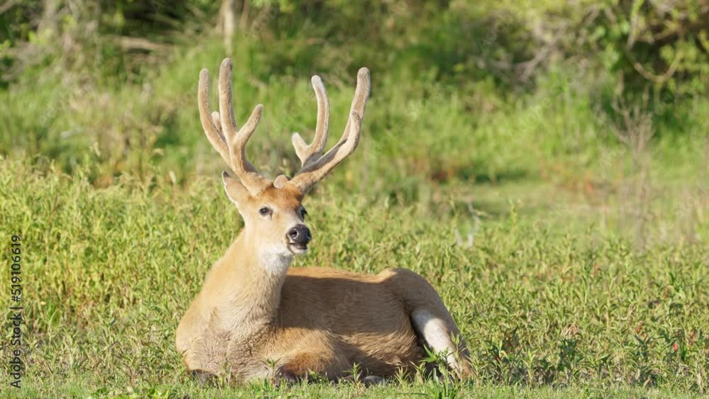 Calm marsh deer, Blastocerus dichotomus sitting and resting on a grassy lowland, constantly flapping it ears. South American Wildlife close up shot. Calm marsh deer, Blastocerus dichotomus sitting and resting on a grassy lowland, constantly flapping it ears. South American Wildlife close up shot.