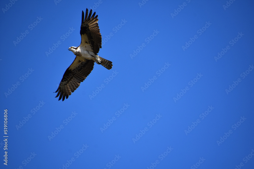 Feathered Osprey With Markings on His Wings Feathered Osprey With Markings on His Wings
