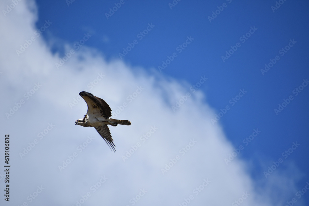 Obraz premium Osprey Flying By a Fluffy White Cloud