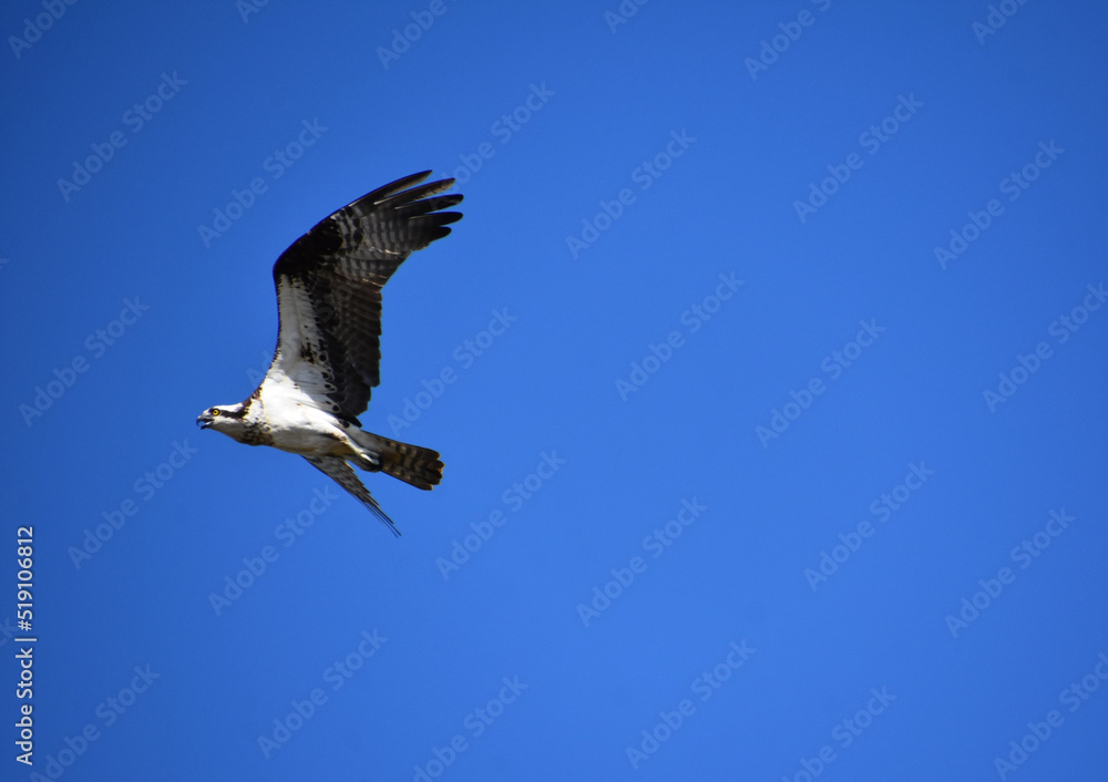 Fototapeta premium Gorgeous Flying Osprey With Ruffled Feathered Wings